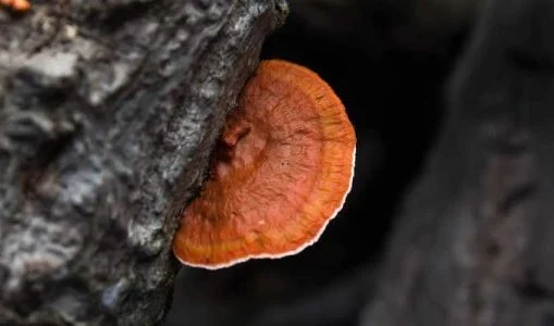 خواص گانودرما برای زگیل تناسلی