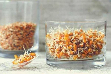 جوانه گندم برای چاقی کودکان
