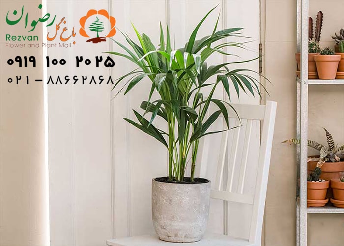 فرار از آلودگی هوا با 10 گیاه خانگی