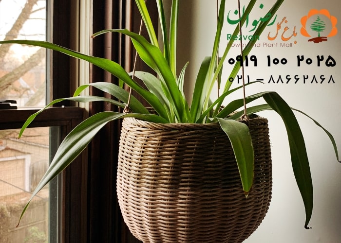 فرار از آلودگی هوا با 10 گیاه خانگی