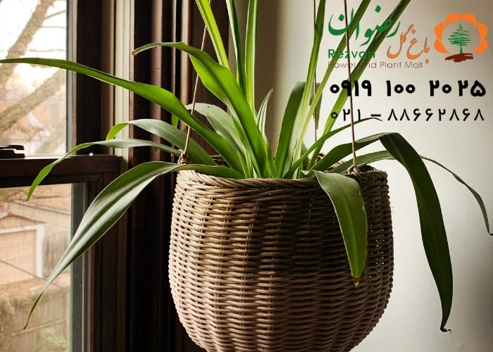 فرار از آلودگی هوا با 10 گیاه خانگی