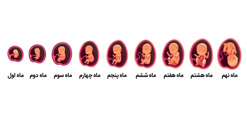 سیر تکامل جنین