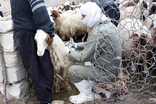 بیماری همهگیری بیماری تب برفکی در شهرستان ایوان واقعیت ندارد - خبرگزاری مهر | اخبار ایران و جهان